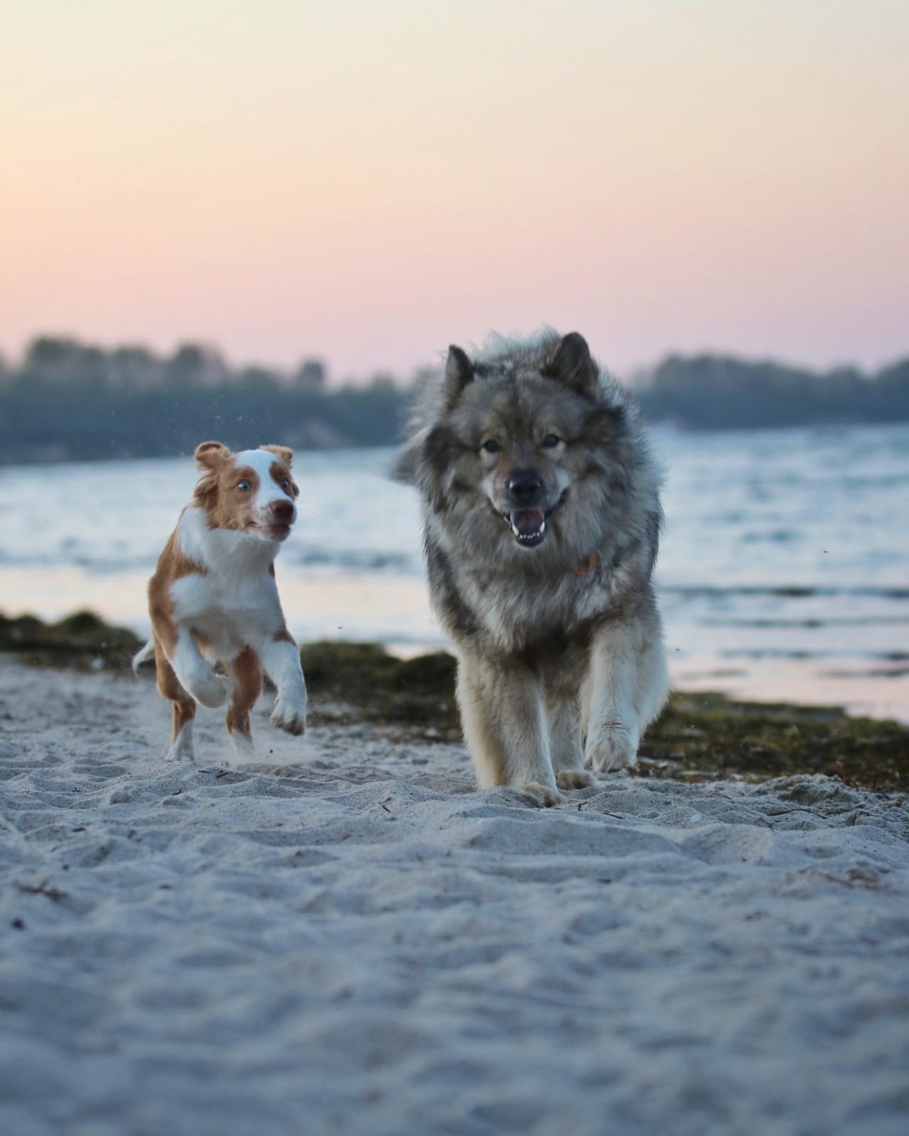 Sonnenuntergänge, Wellen, Hundeangriffe und Sand. Überall Sand